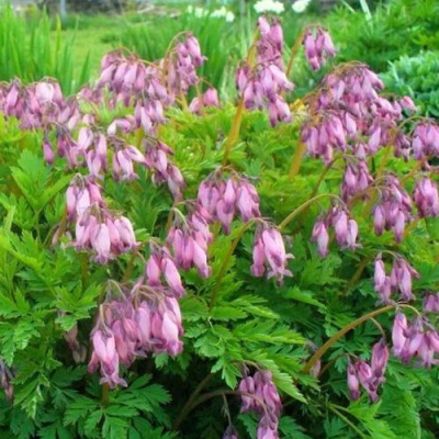 Дицентра изящная в Павлодаре