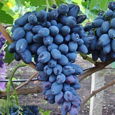 Виноград АТОС в Павлодаре