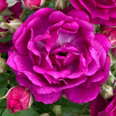 Роза ПЕРПЛ СИЛУЕТТА плетистая в Павлодаре