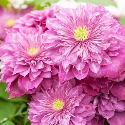 Клематис КАЙЗЕР в Павлодаре