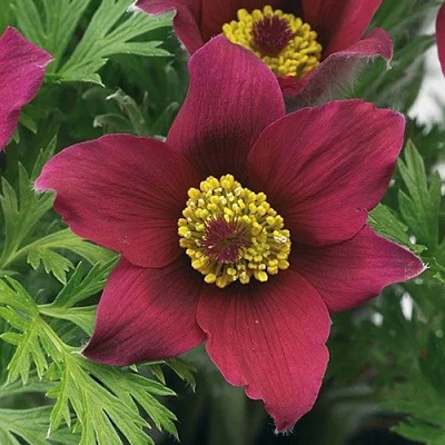 Прострел ПИНВИЛ РЕД ШЕЙДЕС в Павлодаре