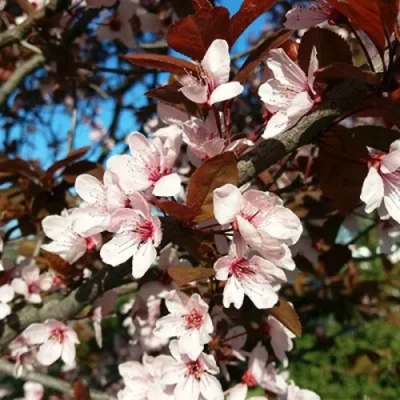 Слива ВУДИ растопыренная в Павлодаре