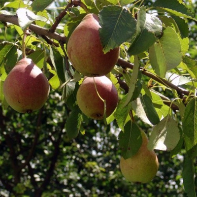 Груша ЛИРА в Павлодаре