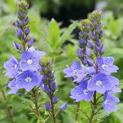 Вероника РОЯЛ БЛЮ большая в Павлодаре