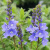 Вероника РОЯЛ БЛЮ большая в Павлодаре
