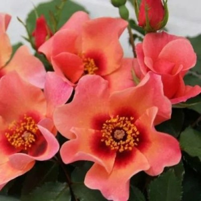 Роза ФО Ю АЙС ОНЛИ флорибунда  в Павлодаре