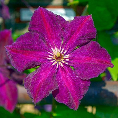 Клематис ГРЮНВАЛЬД в Павлодаре