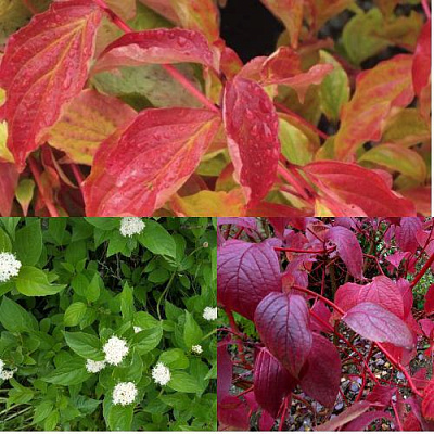 Комплект СЕВЕРНОЕ СИЯНИЕ в Павлодаре