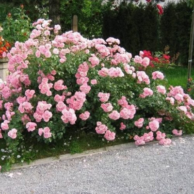 Роза БОНИКА флорибунда в Павлодаре