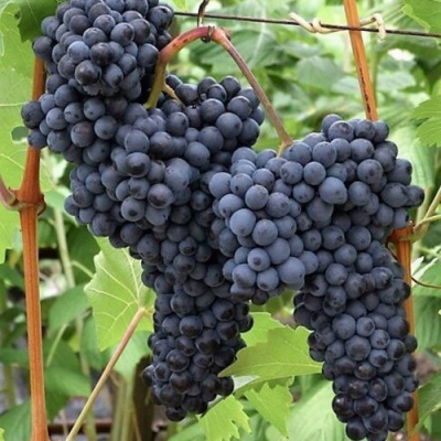 Виноград КИШМИШ КРАСЕНЬ в Павлодаре