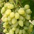 Виноград ЗАРНИЦА в Павлодаре