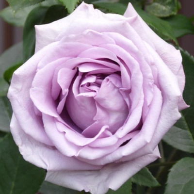 Роза ИНДИГОЛЕТТА плетистая в Павлодаре
