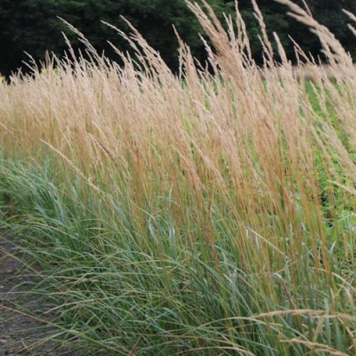 Вейник КАРЛ ФОРСТЕР остроцветковый в Павлодаре