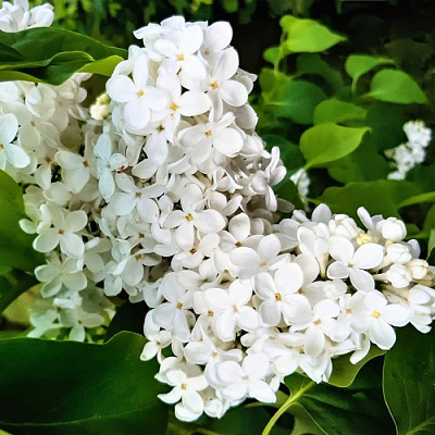 Сирень МАЛЕНЬКИЙ ПРИНЦ в Павлодаре