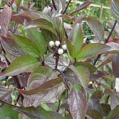 Дерен КЕССЕЛЬРИНГИ в Павлодаре