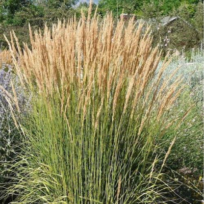 Вейник АВАЛАНШ остроцветковый в Павлодаре