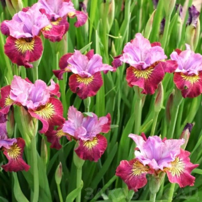 Ирис МИСС ЭППЛ сибирский в Павлодаре