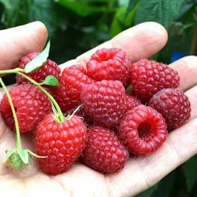 Малина ХИМБО-ТОП в Павлодаре