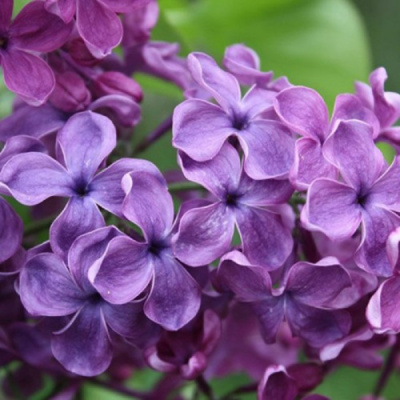 Сирень СУМЕРКИ в Павлодаре