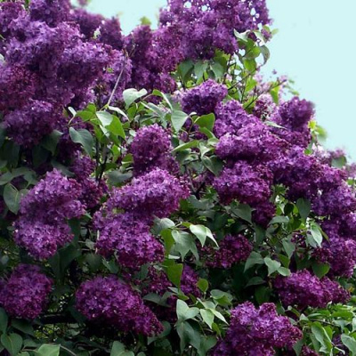 Сирень ИНДИЯ в Павлодаре