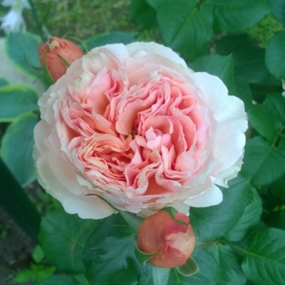 Роза ФИЛИНГ чайно-гибридная в Павлодаре