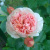 Роза ФИЛИНГ чайно-гибридная в Павлодаре