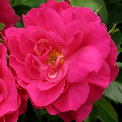 Роза ДЖОРДЖ ВАНКУВЕР флорибунда в Павлодаре