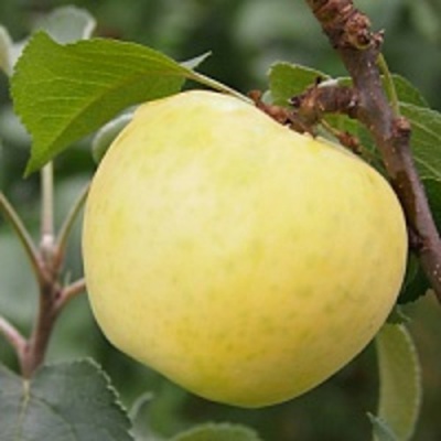 Яблоня МЕДОК колонновидная в Павлодаре