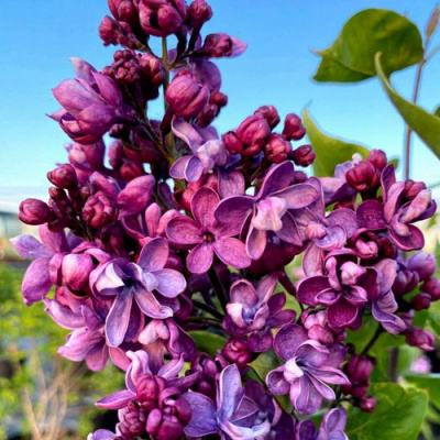 Сирень ВИОЛЕТТА в Павлодаре