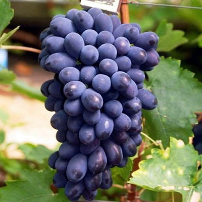 Виноград КОДРЯНКА в Павлодаре