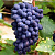 Виноград КОДРЯНКА в Павлодаре