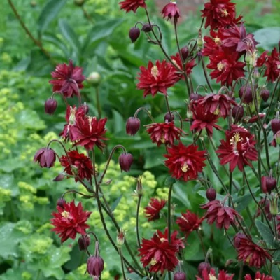 Аквилегия РУБИ ПОРТ обыкновенная в Павлодаре