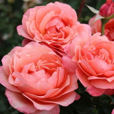 Роза КОРАЛ ЛИОНС РОУЗ флорибунда в Павлодаре