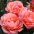 Роза КОРАЛ ЛИОНС РОУЗ флорибунда в Павлодаре