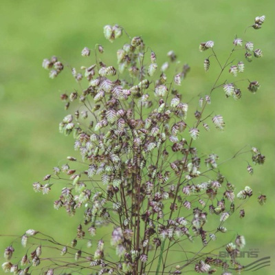 Трясунка средняя в Павлодаре