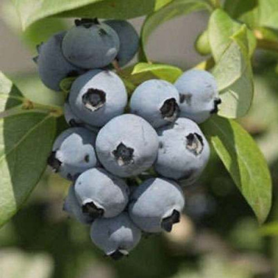 Голубика МИДЕР в Павлодаре