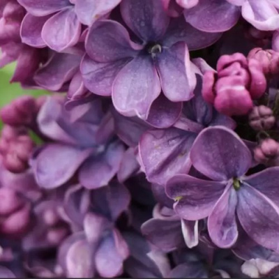 Сирень ВИОЛЕТТА в Павлодаре