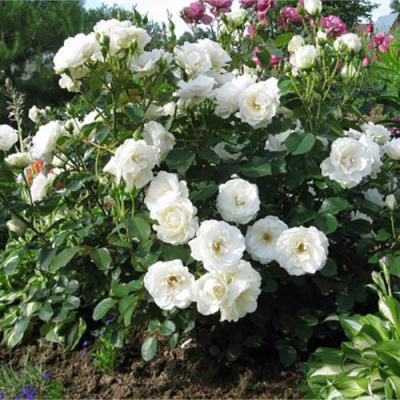 Роза АЛАБАСТЕР флорибунда в Павлодаре