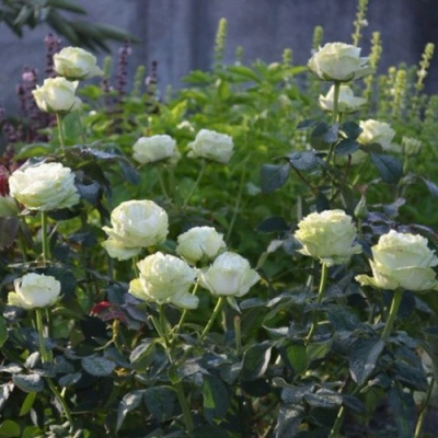 Роза ВАКАНА японская в Павлодаре