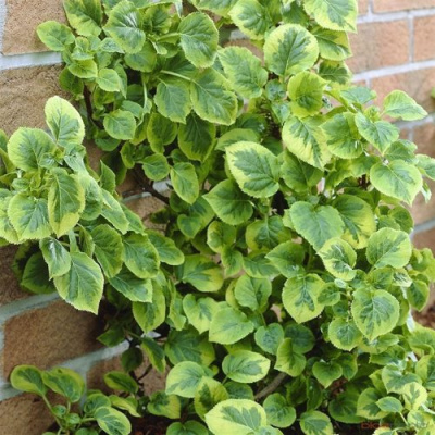 Гортензия МИРАНДА черешковая в Павлодаре