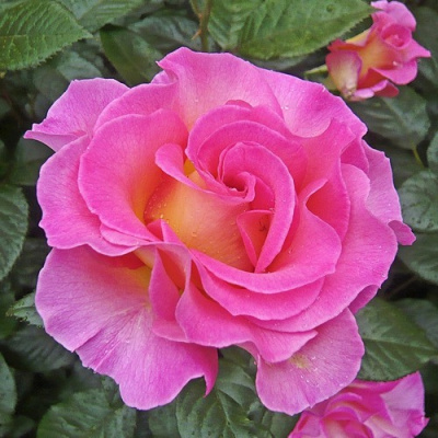 Роза ПИНК ПАРАДАЙЗ чайно-гибридная в Павлодаре