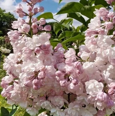 Сирень КРАСАВИЦА МОСКВЫ (привитая) в Павлодаре