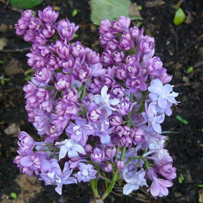 Сирень НАДЕЖДА в Павлодаре