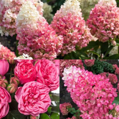 Комплект МАЛИНОВЫЙ ДЕСЕРТ в Павлодаре