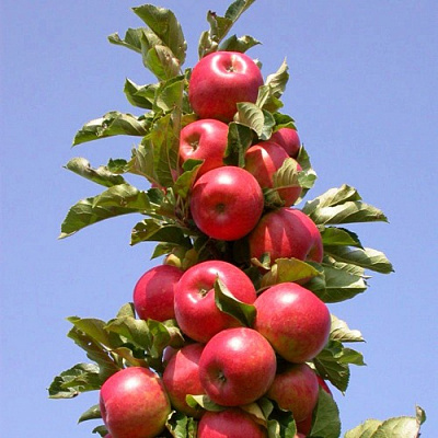 Яблоня СОЗВЕЗДИЕ колонновидная в Павлодаре