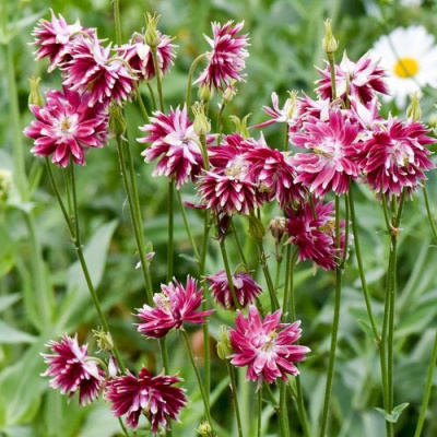 Аквилегия БАРЛОУ НОРА гибрид МакКаны в Павлодаре