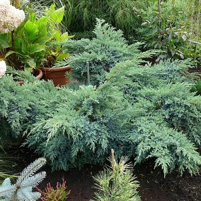 Можжевельник БЛЮ ШВЕД (СВИД) чешуйчатый в Павлодаре