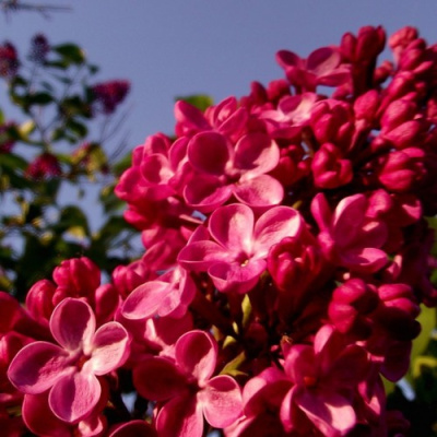 Сирень КРАСНАЯ МОСКВА в Павлодаре