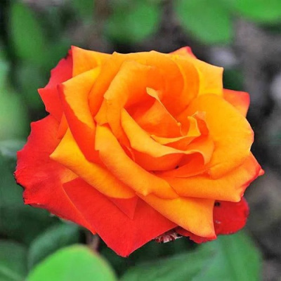 Роза ТЕМПИ МОДЕРНИ чайно-гибридная в Павлодаре