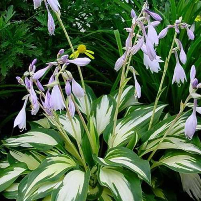 Хоста КРИСМАС КЭНДИ гибридная в Павлодаре